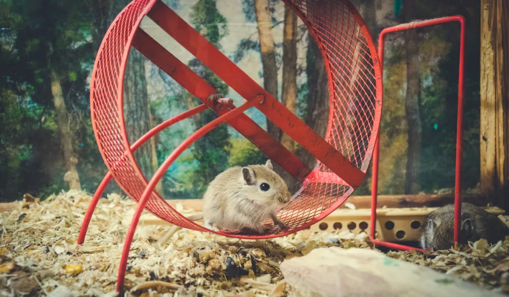 hamster on the red hamster wheel 