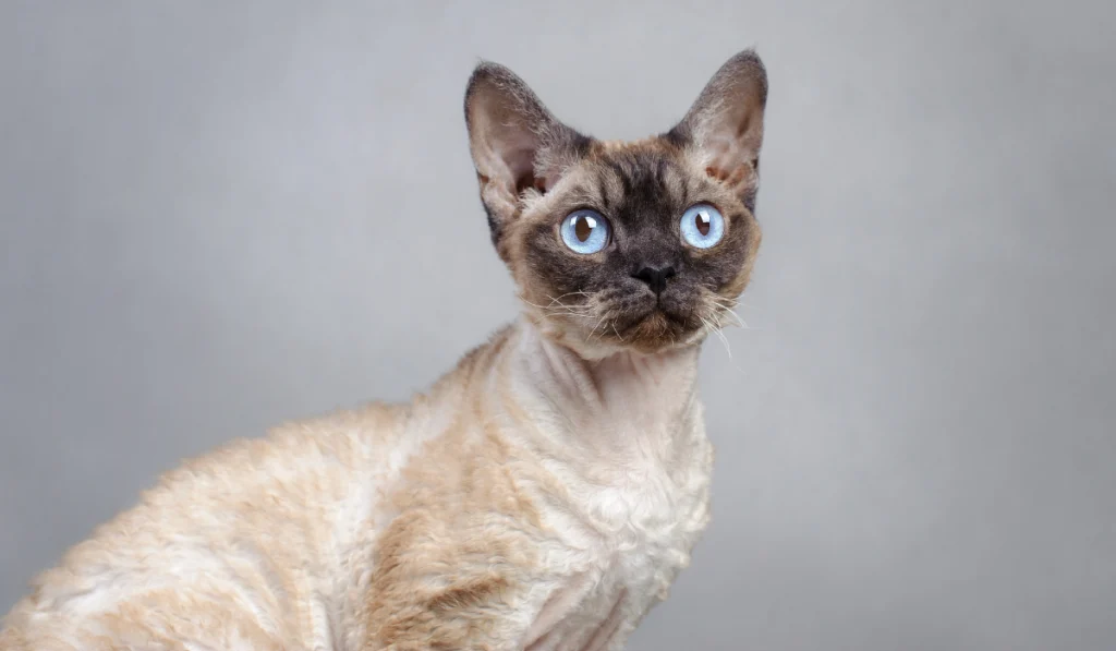brow cat looking something far