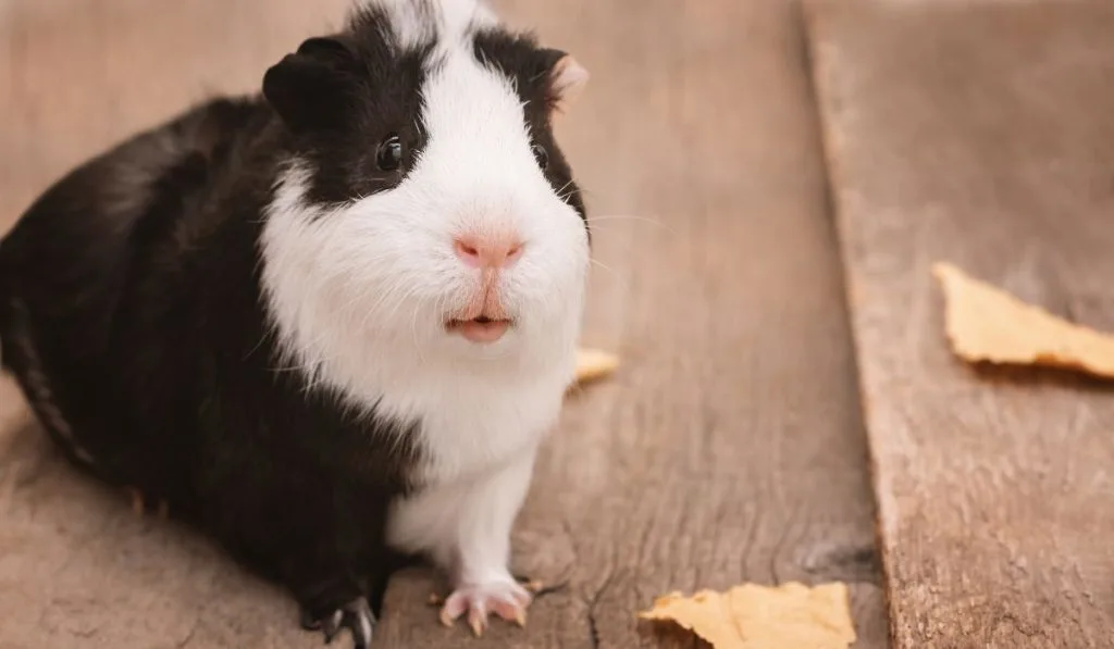 guinea pig on wooden background