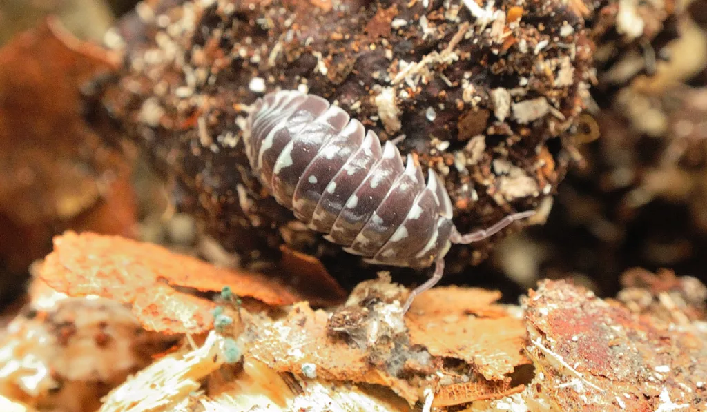 close up photo of brown isopod with white spots
