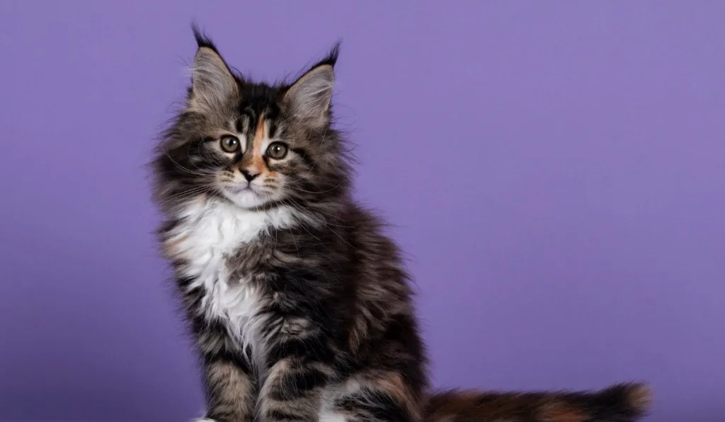 cute cat sitting on a violet background