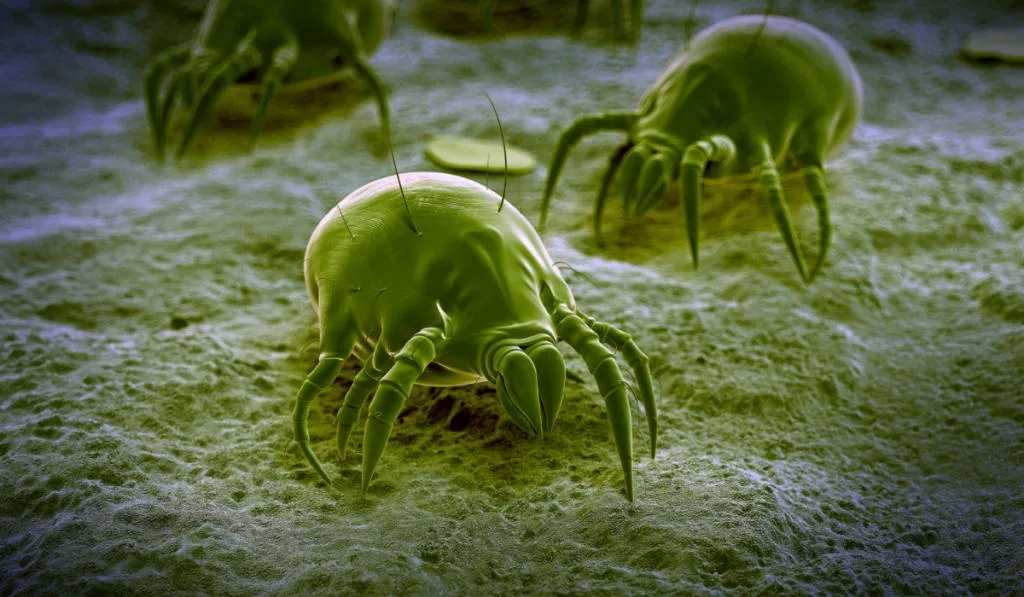 illustration of mites in a microscopic view 