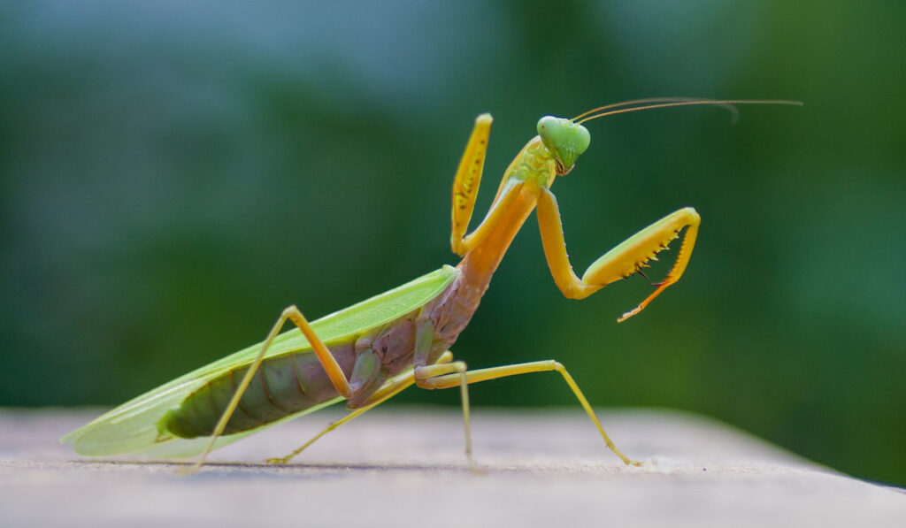 Praying mantis on the ground against blurry nature background