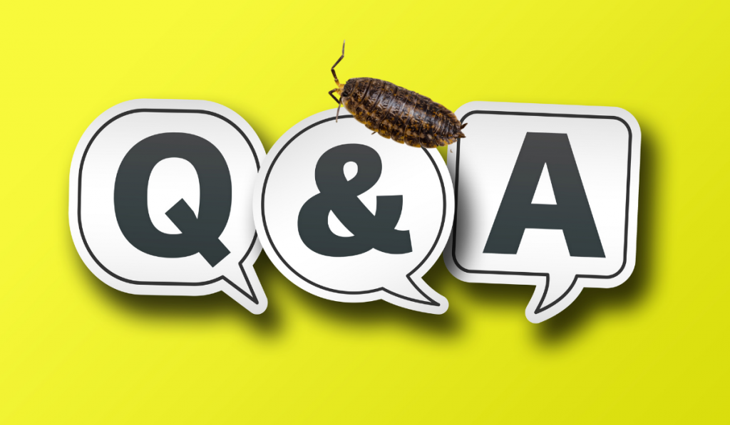 a Q and A bubble callout on a yellow background with isopod