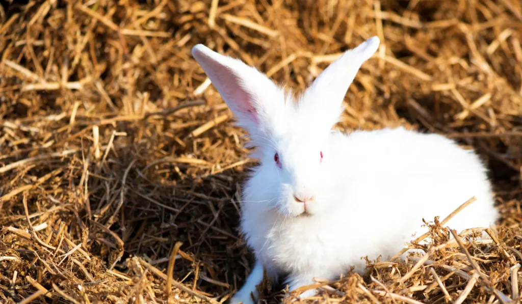 white rabbit on hay