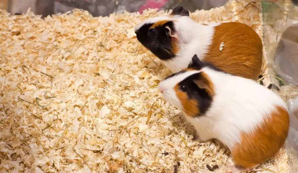 two-hamsters-in-the-sawdust-2