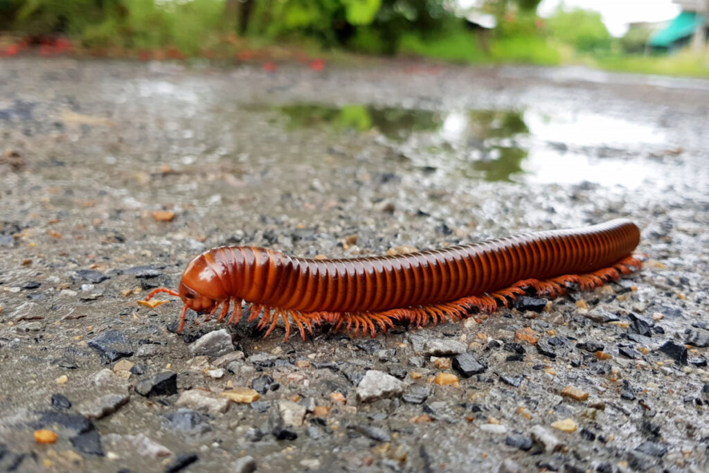 A Millipede crawling on a wet rocky pathway
