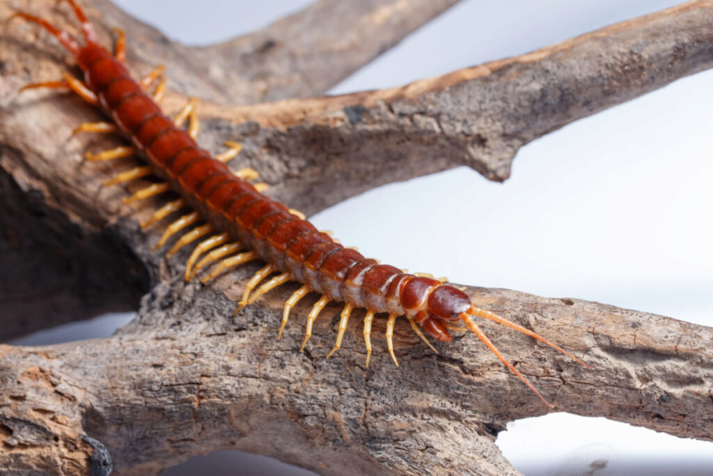A brown centipede crawling on a tree branch