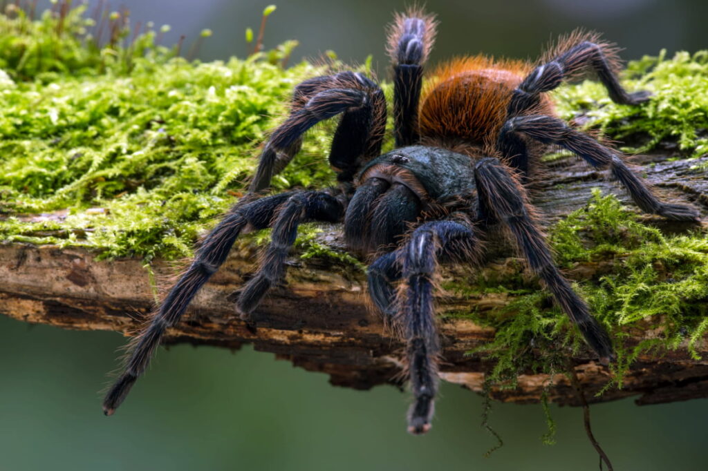 A tarantula crawling on a wooden branch