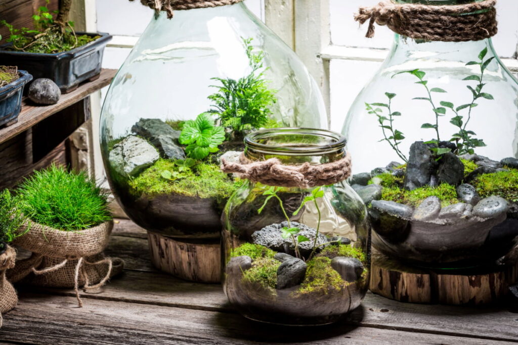 Beautiful terrarium in jars 