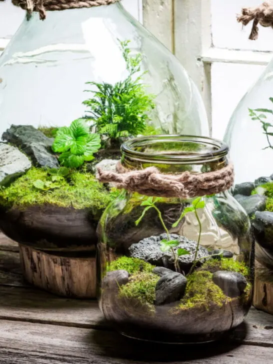 Beautiful terrarium in jars