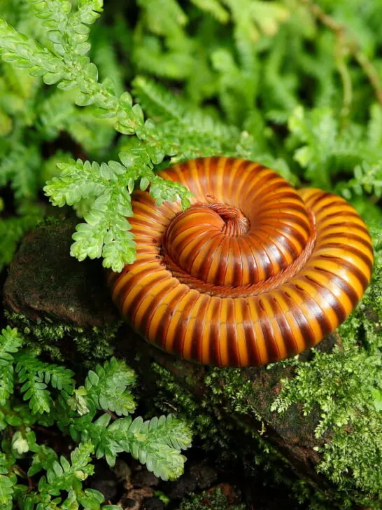 Curled millipede at the middle of the grass