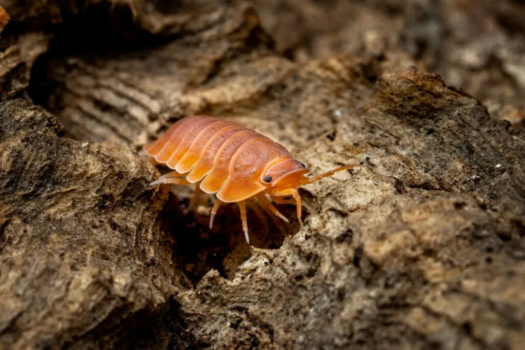 Isopod on a wood under a ray of light