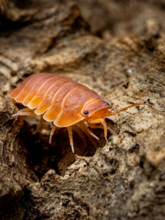 Isopod on a wood under a ray of light