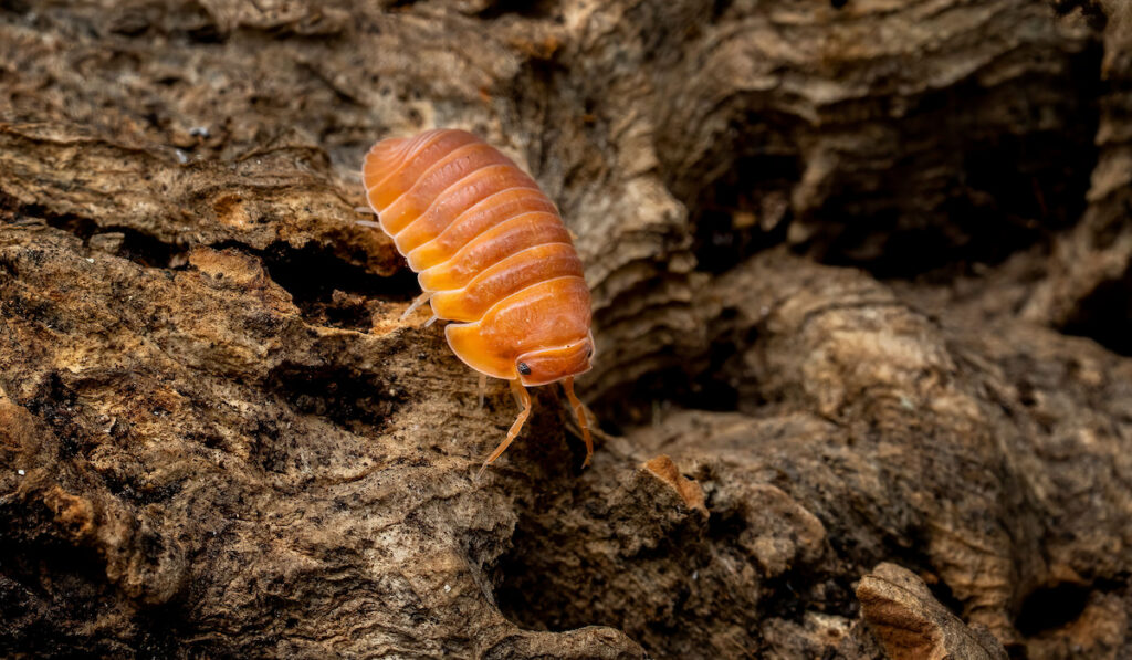 Isopoda 
