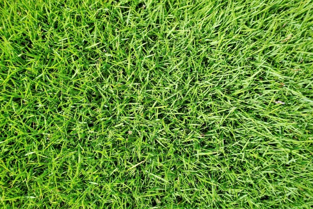 Lawn of Bermuda grass in the field