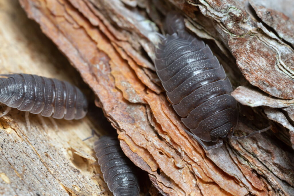 Woodlouse hiding in the in between of the wood