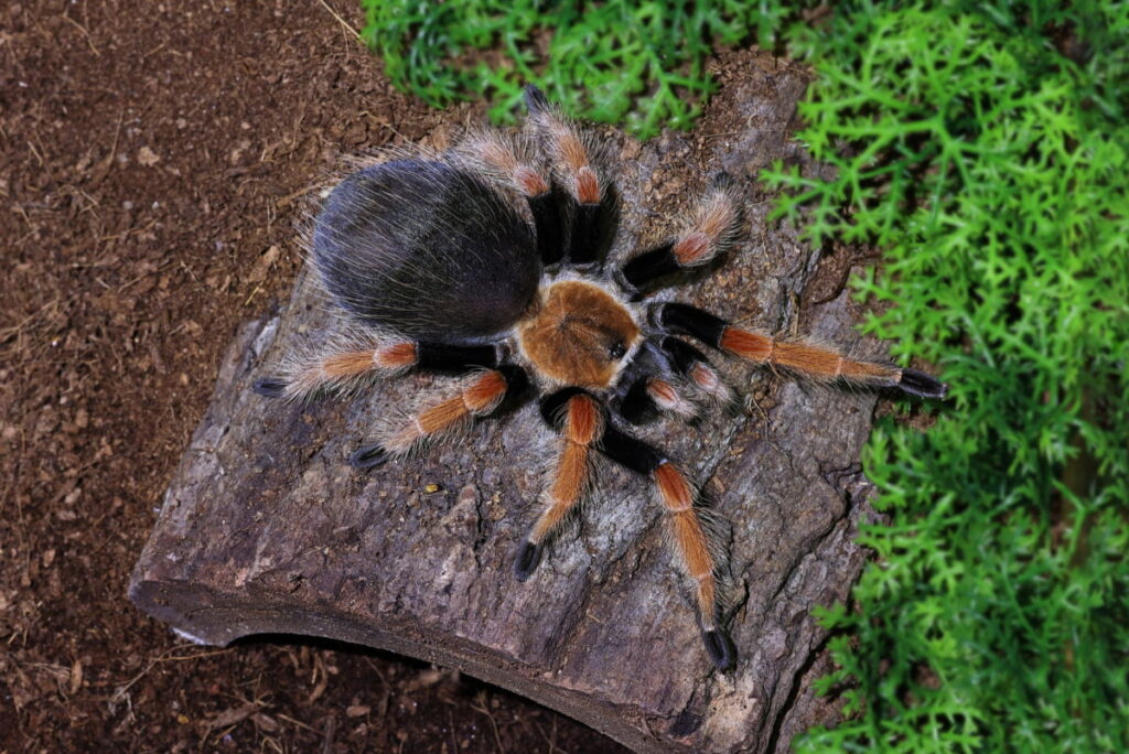 a black tarantula on a wood on the ground 
