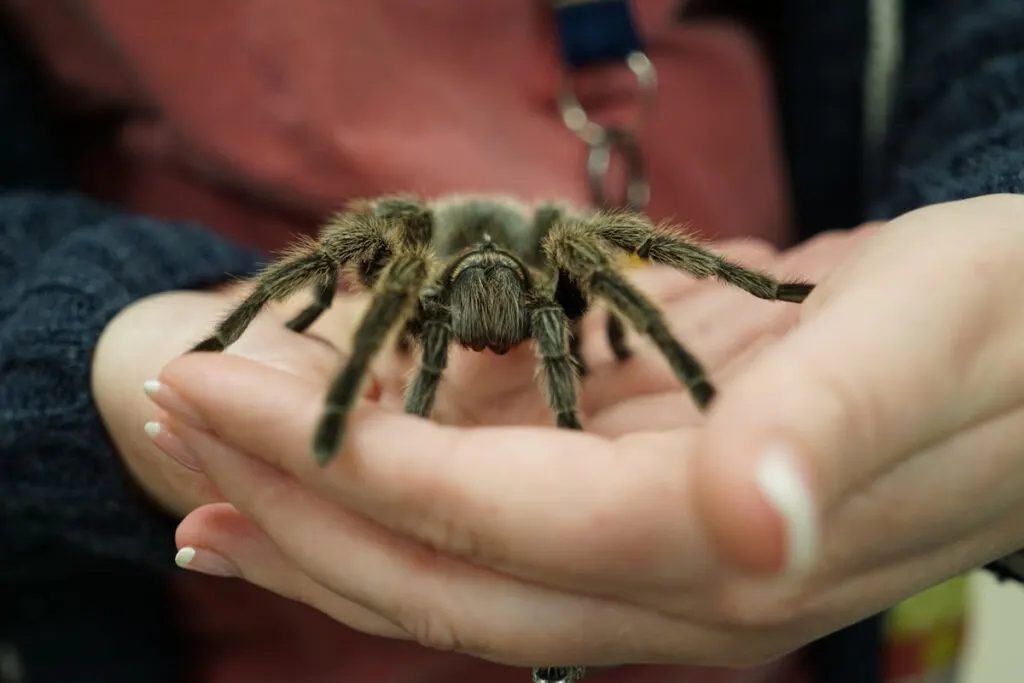 a woman holding a tarantula on her hands