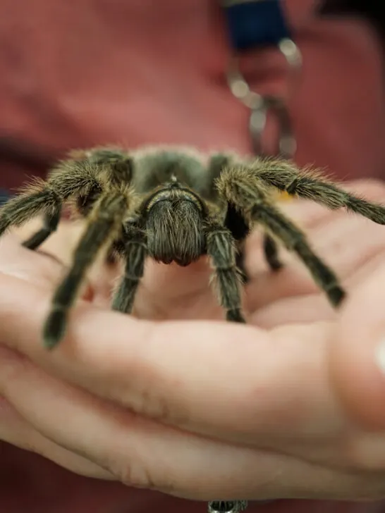 a woman holding a tarantula on her hands
