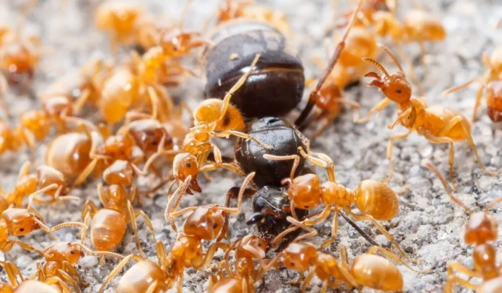 ant queen with little brown ants