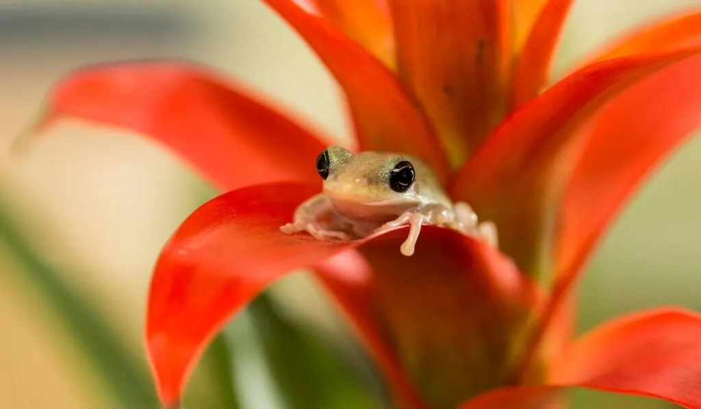 baby frog on top of orange plant