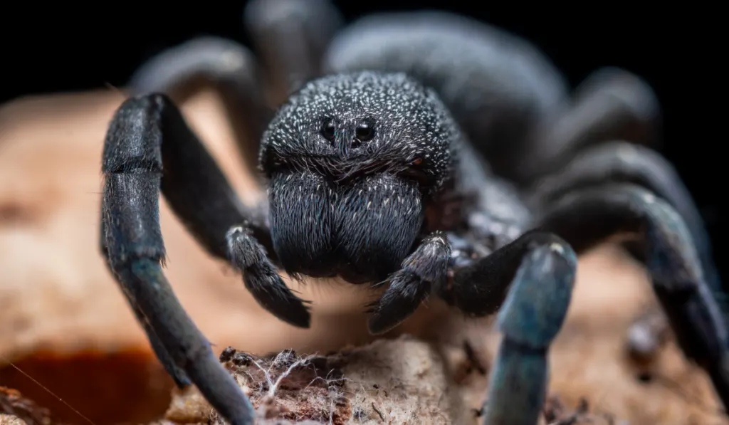 close up photo of black tarantula 