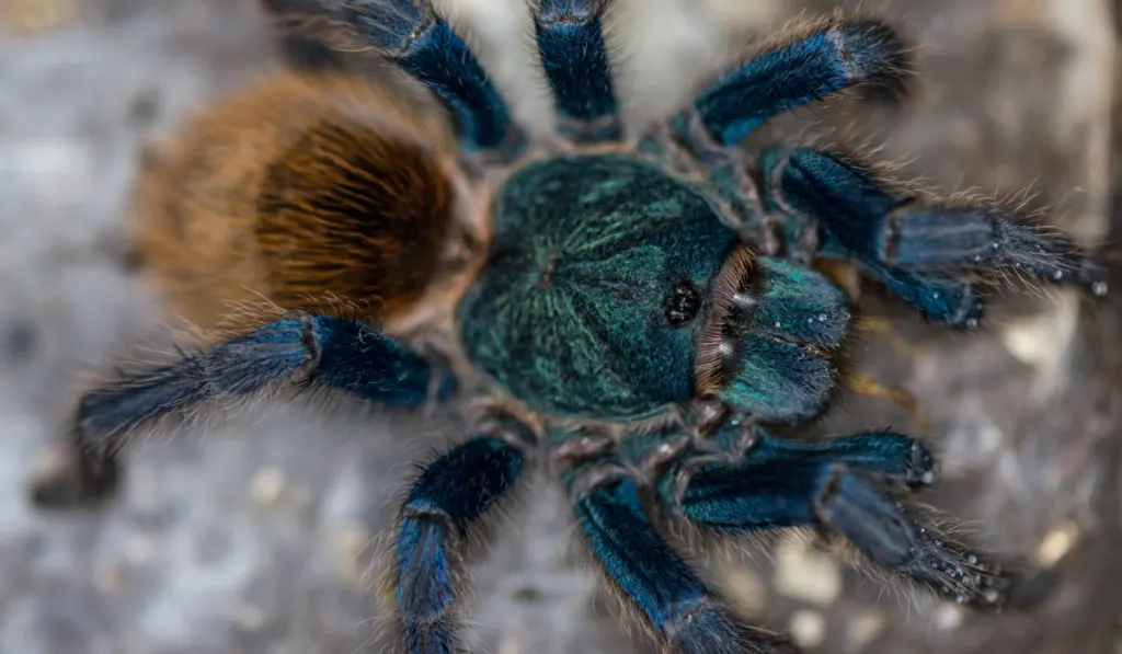 blue green tarantula  with orange hair on its abdomen