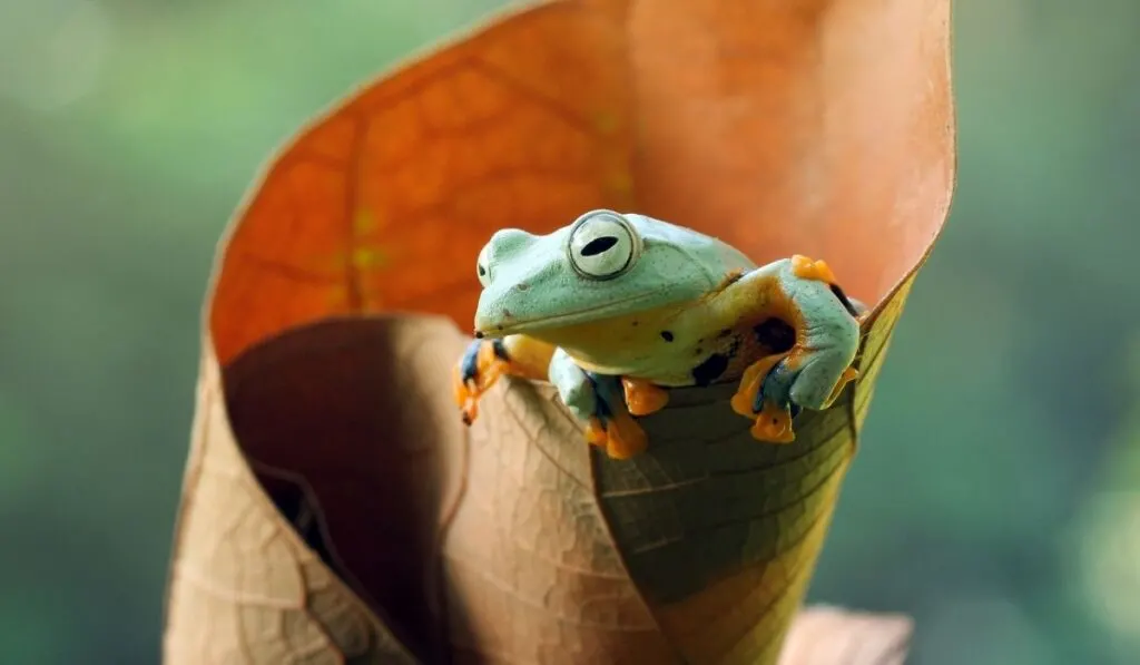 small green frog inside a large brown leaf
