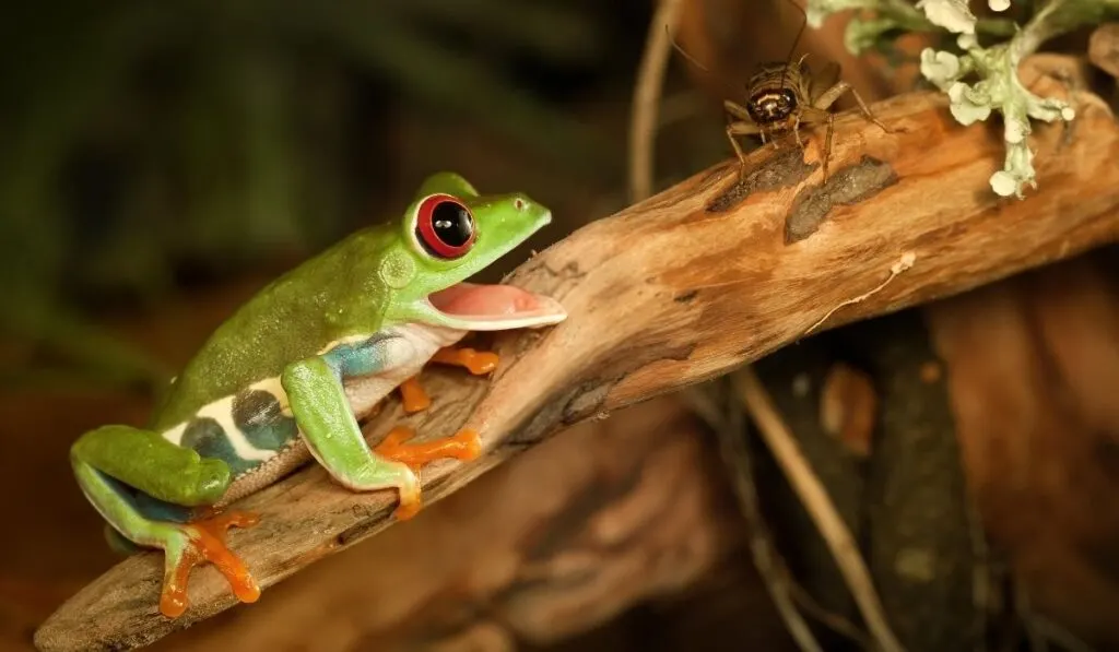 green frog preying on an insect