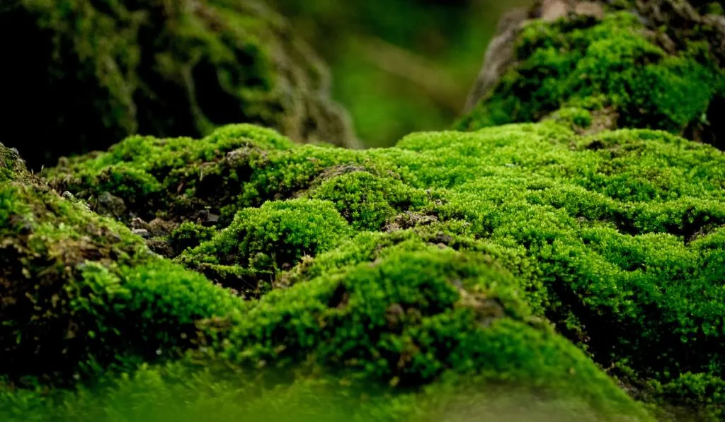 green moss on the floor