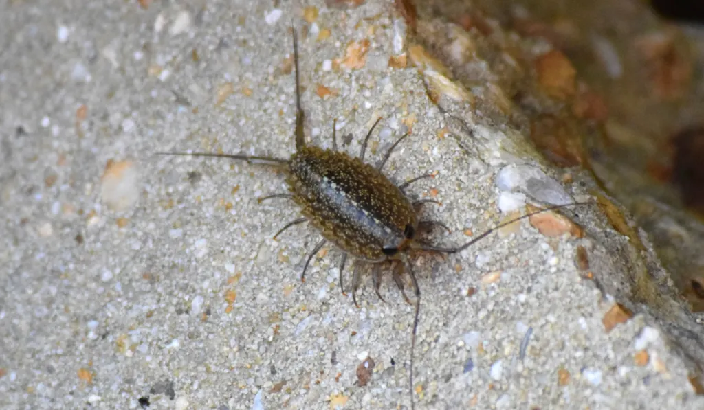 isopod crawling in the stone