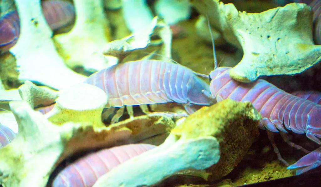 isopods in the sea