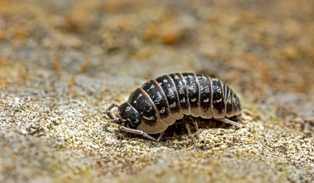 one isopod in a brown sand