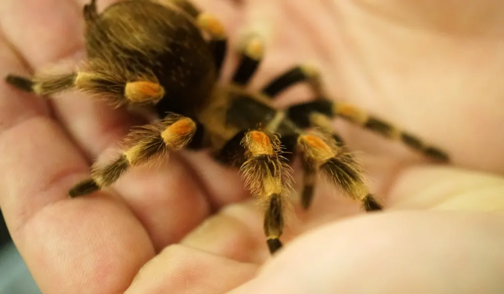 tarantula with orange spots on joints being held