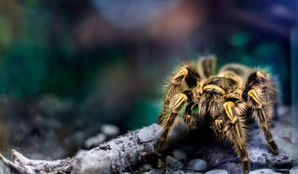 yellow tarantula inside a terrarium 