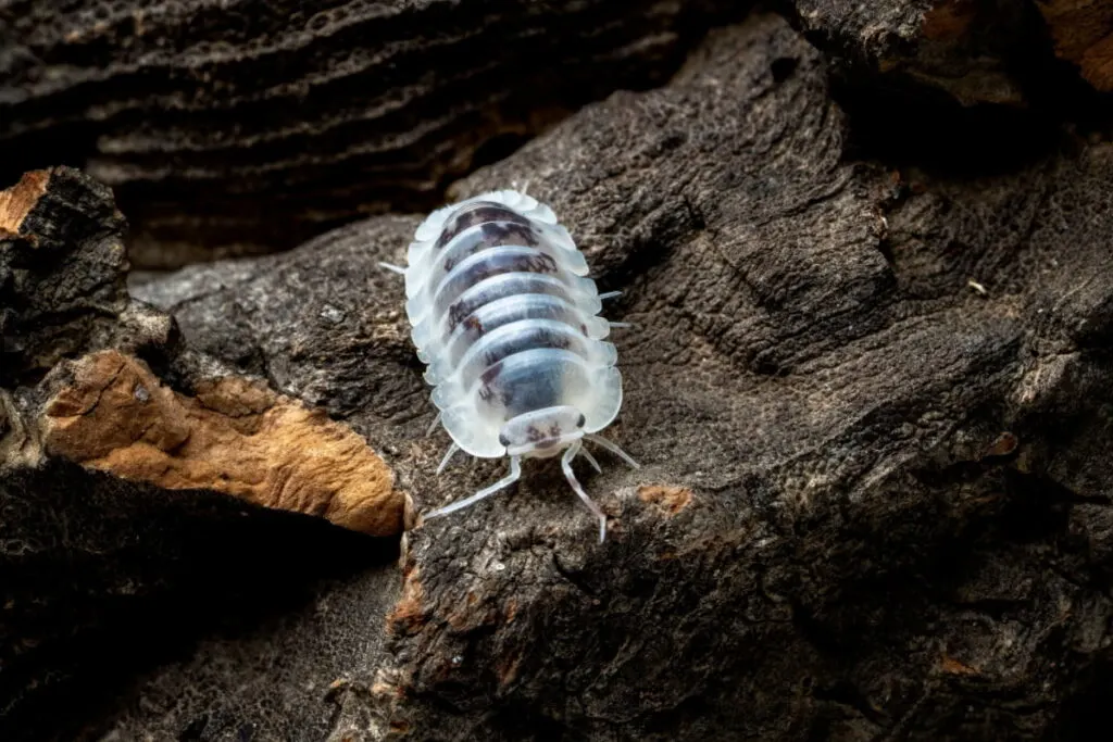 white isopod on a brown wood 
