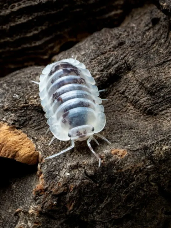 white isopod on a brown wood