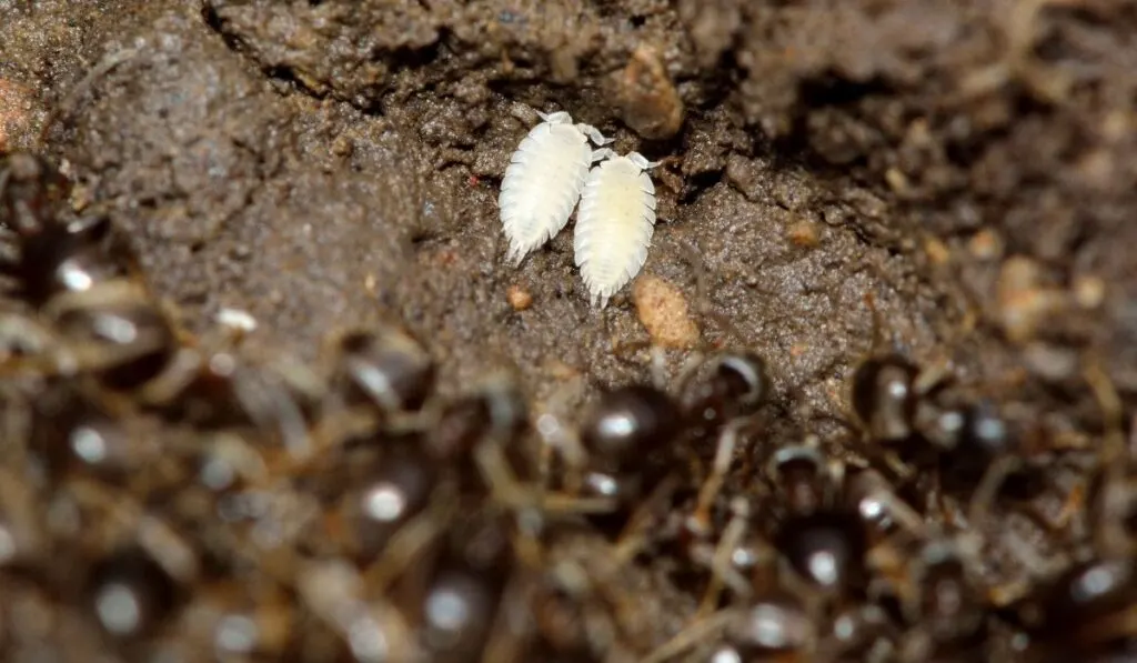 white isopod with black big ants 