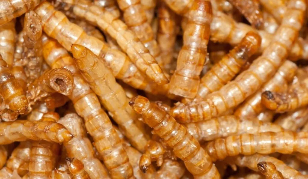 yellow mealworms