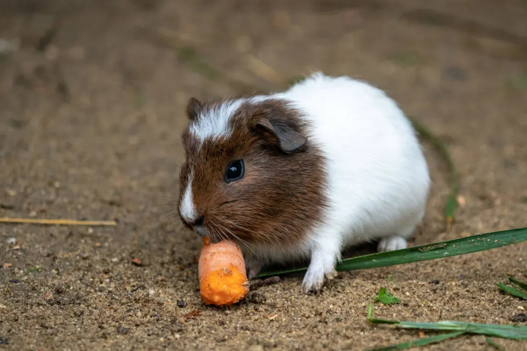 a cute brown and white guinea pig eating carrots
