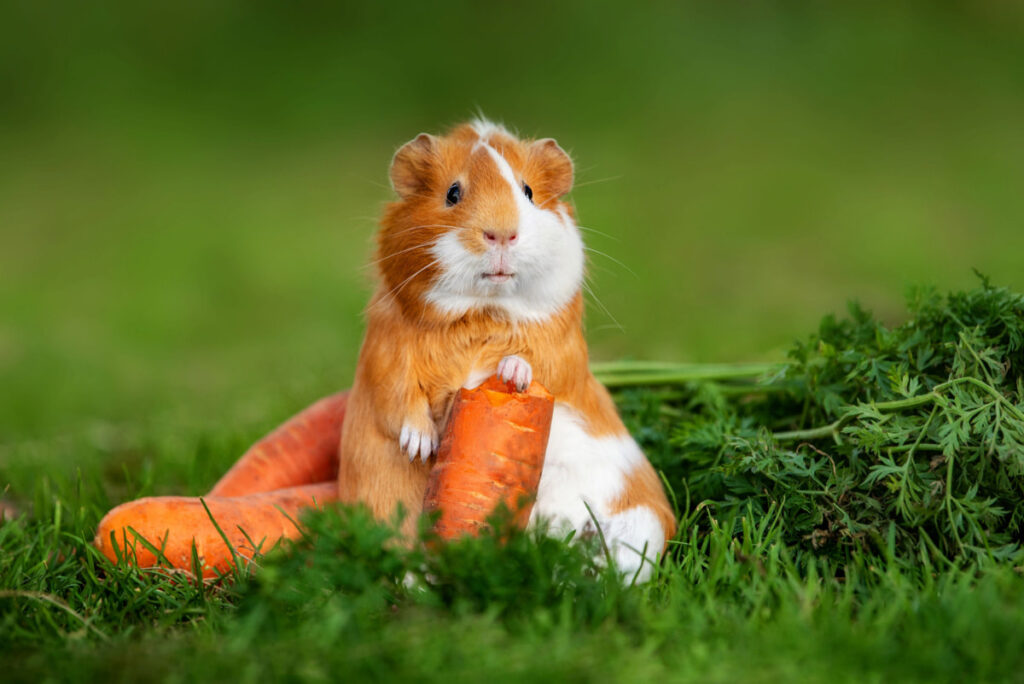 a guinea pig holding a carrots standing on a green lawn 