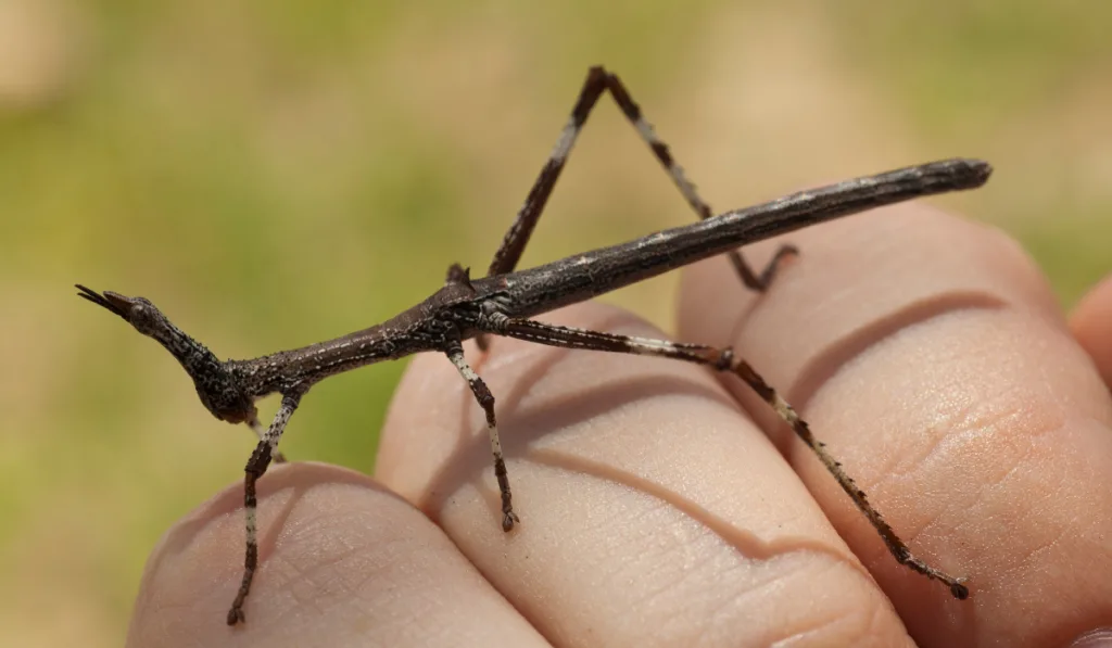 brown stick insect on the hand