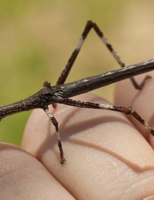 brown-stick-insect
