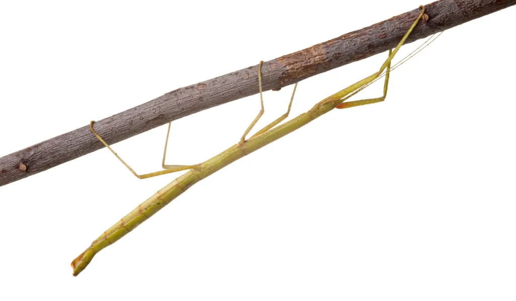 green stick insect on the branch