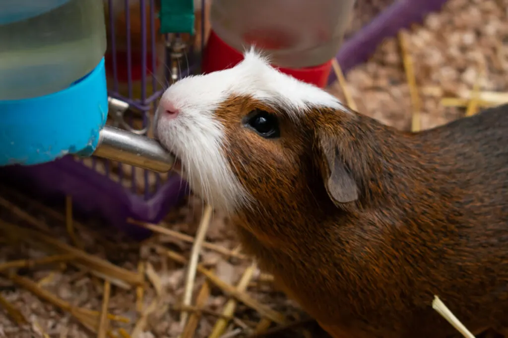 white and brown guinea pig drinking water from its blue water bottle