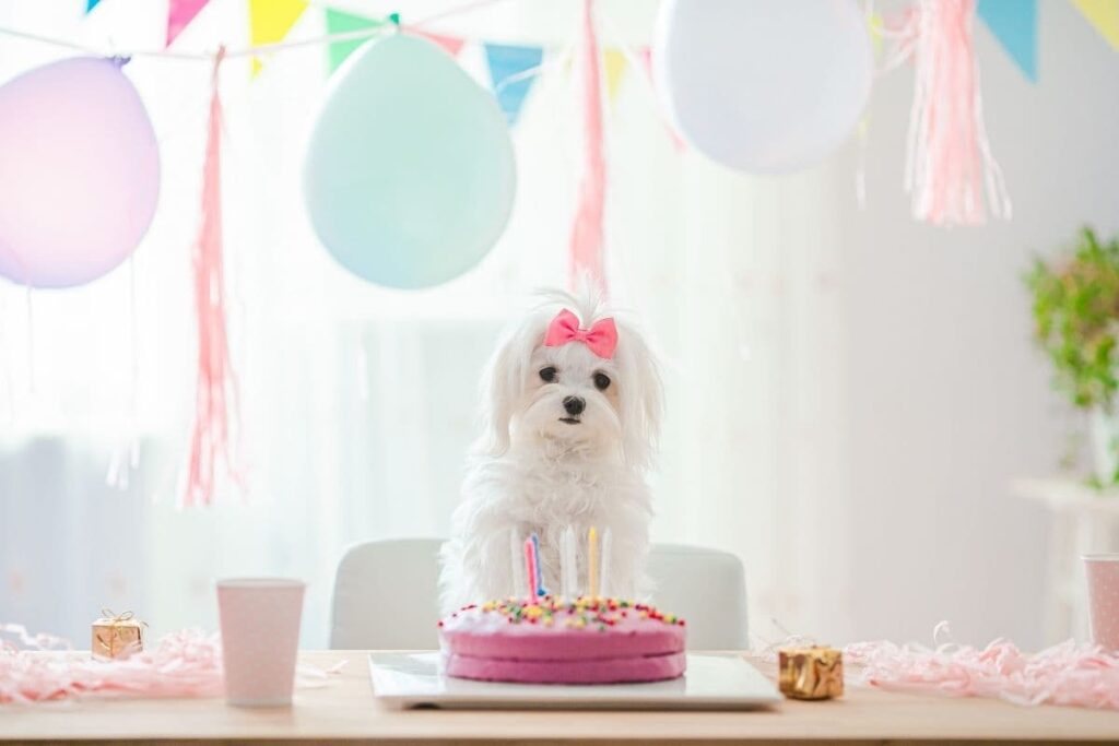 cute white dog sitting with her pink birthday cake 