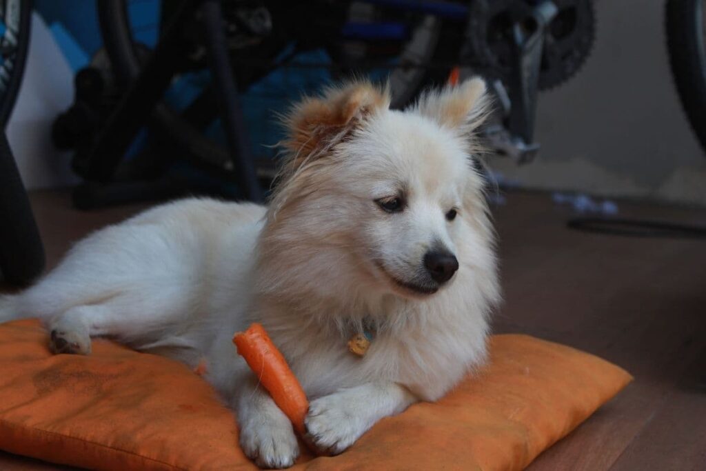 small white dog eating a carrot