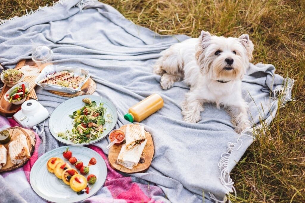 small white dog on a picnic blanket with a bunch of food plates around him 
