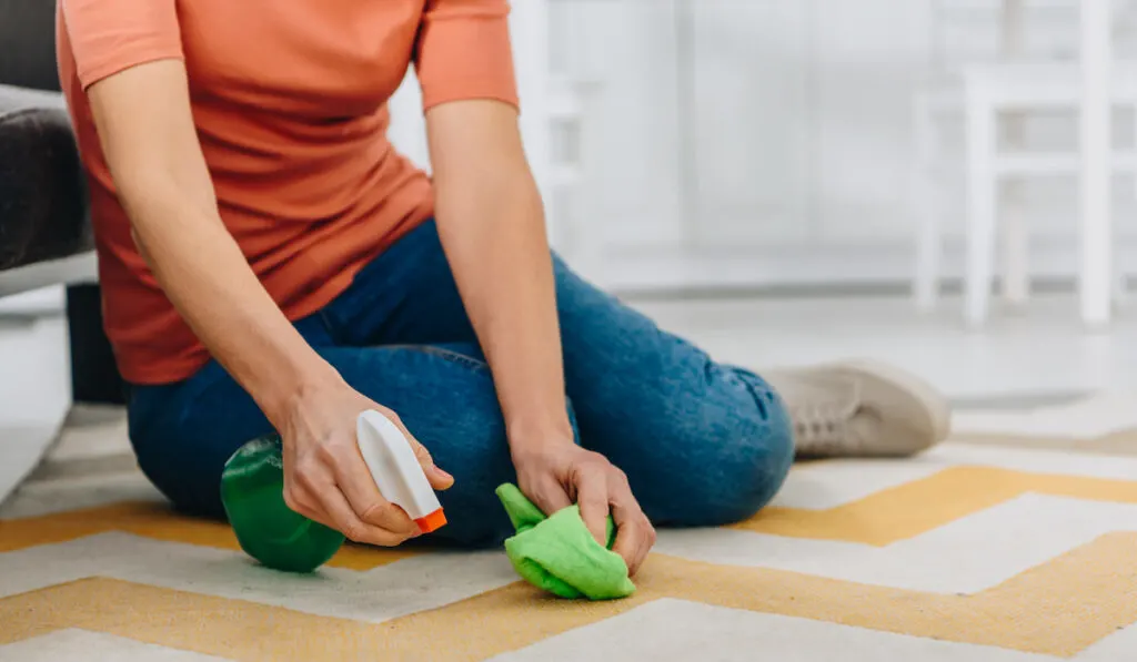 Crop photo of woman sitting on floor and cleaning carpet with vinegar spray and rag